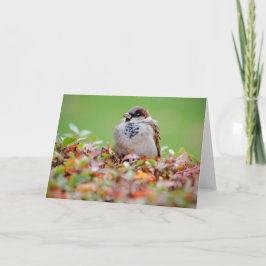 mus op de struik kaart