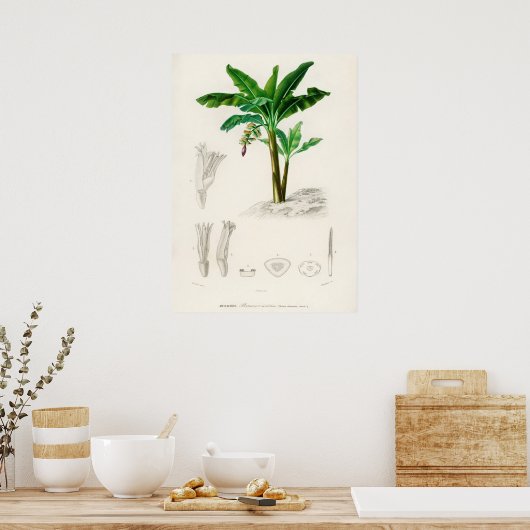 Musa Chinensis Poster (Keuken)