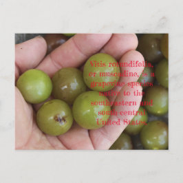 Muscadine uit de tuin van het Huis - Briefkaart