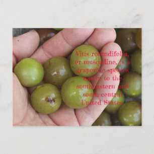 Muscadine uit de tuin van het Huis - Briefkaart