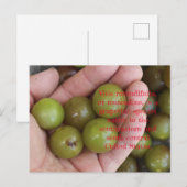 Muscadine uit de tuin van het Huis - Briefkaart (Voorkant / Achterkant)