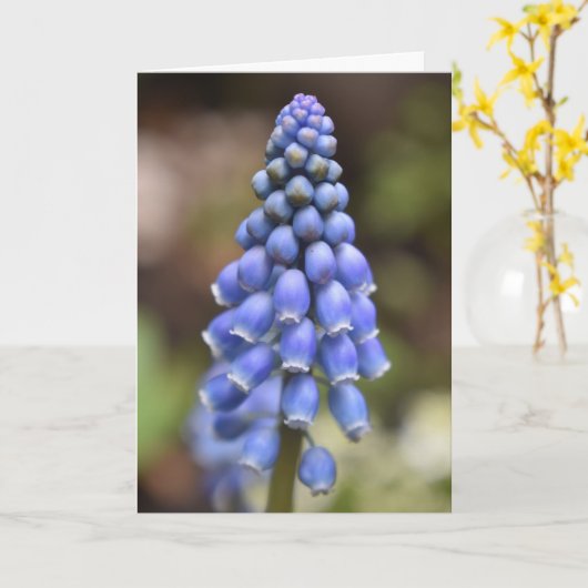 Muscari Armeniacum, Druivenhyacint Kaart (Gele Bloem)