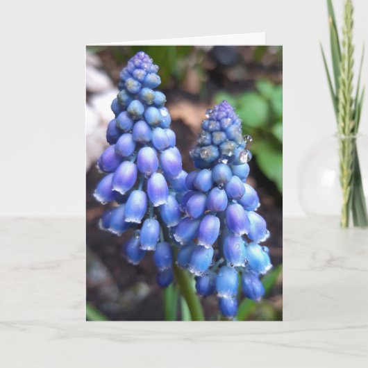 Muscari Armeniacum , Grape Hyacinth met Raindrops Kaart (Voorkant)