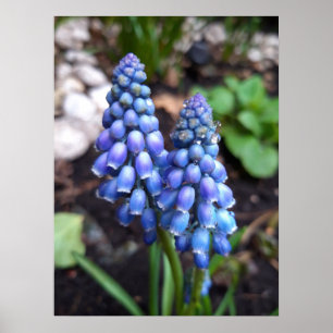 Muscari Armeniacum , Grape Hyacinth met Raindrops Poster