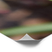 Muscari Armeniacum, Grape Hyacinth Poster (Hoek)