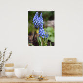Muscari Armeniacum, Grape Hyacinth Poster (Keuken)