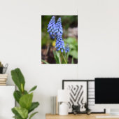 Muscari Armeniacum, Grape Hyacinth Poster (Thuiskantoor)