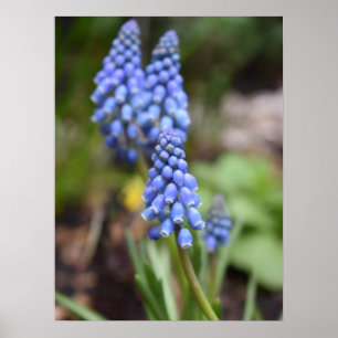 Muscari Armeniacum, Grape Hyacinth Poster