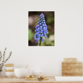Muscari Armeniacum, Grape Hyacinth Poster (Keuken)