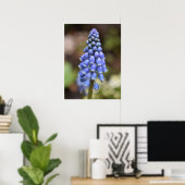 Muscari Armeniacum, Grape Hyacinth Poster (Thuiskantoor)