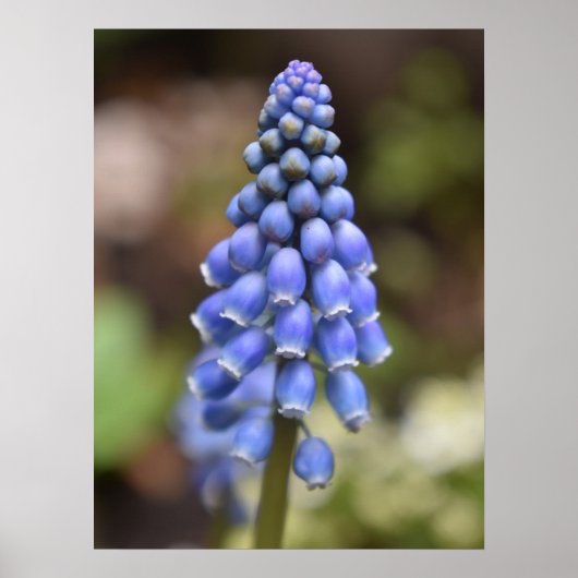 Muscari Armeniacum, Grape Hyacinth Poster (Voorkant)