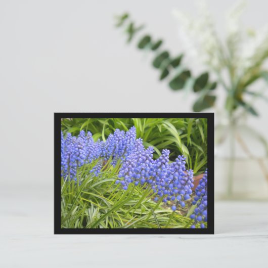 Muscari Briefkaart (Staand voorkant)