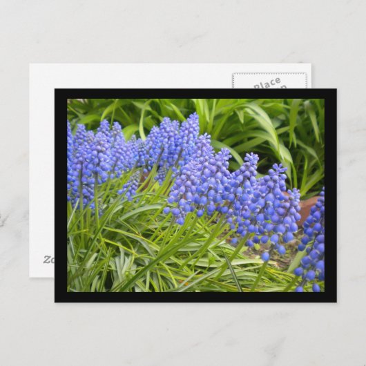 Muscari Briefkaart (Voorkant / Achterkant)