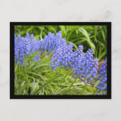 Muscari Briefkaart (Voorkant)