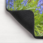 Muscari/druivenhyacinde Muismat (Hoek)