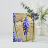 Muscari Grape Hyacinth Briefkaart (Staand voorkant)