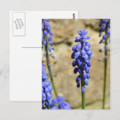 Muscari Grape Hyacinth Briefkaart (Voorkant / Achterkant)