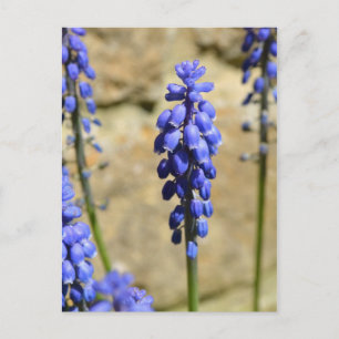 Muscari Grape Hyacinth Briefkaart