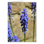 Muscari Grape Hyacinth Kaart (Voorkant)
