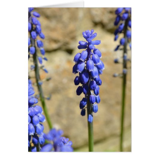 Muscari Grape Hyacinth Kaart (Voorkant)