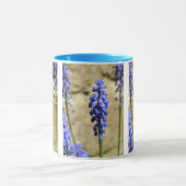 Muscari Grape Hyacinth Mok (Midden)
