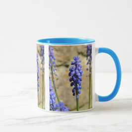 Muscari Grape Hyacinth Mok
