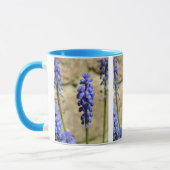 Muscari Grape Hyacinth Mok (Links)