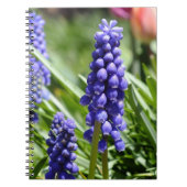 Muscari (Grape Hyacinth) notitieboek (Voorkant)