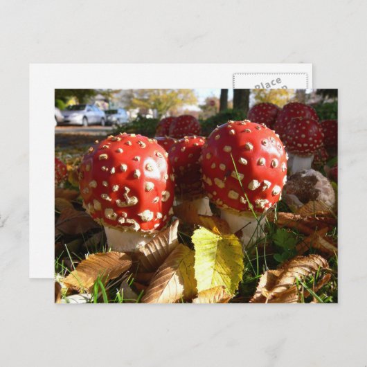 Muscaria van de amaniet briefkaart (Voorkant / Achterkant)