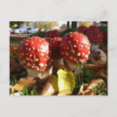 Muscaria van de amaniet briefkaart (Voorkant)