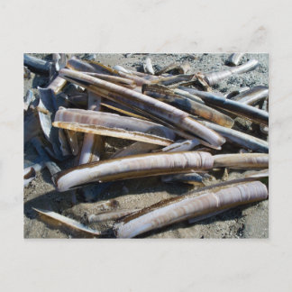 Muscheln Briefkaart