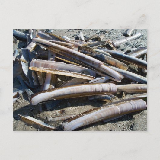 Muscheln Briefkaart (Voorkant)