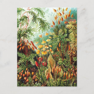 Muscinae illustratie van Ernst Haeckel Briefkaart