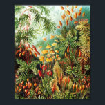Muscinae illustratie van Ernst Haeckel Poster<br><div class="desc">Ernst Haeckel (1834 - 1919) was een Duits zoöloog, natuuronderzoeker, eugeneticus, filosoof, arts, hoogleraar, mariene bioloog en kunstenaar. Hij ontdekte, beschreef en benoemde duizenden nieuwe soorten, bracht een genealogische boom in kaart die alle levensvormen met elkaar in verband bracht en verbond vele termen in de biologie, waaronder ecologie, fylogenie en...</div>