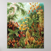 Muscinae illustratie van Ernst Haeckel Poster (Voorkant)
