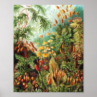 Muscinae illustratie van Ernst Haeckel