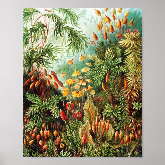 Muscinae illustratie van Ernst Haeckel Poster (Voorkant)