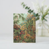  Muscinae, Mos Planten door Ernst Haeckel Briefkaart (Staand voorkant)