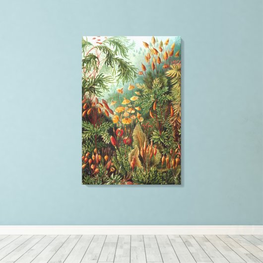  Muscinae, Mos Planten door Ernst Haeckel Canvas Afdruk (Insitu (Houten vloer))