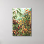  Muscinae, Mos Planten door Ernst Haeckel Canvas Afdruk (Voorkant)