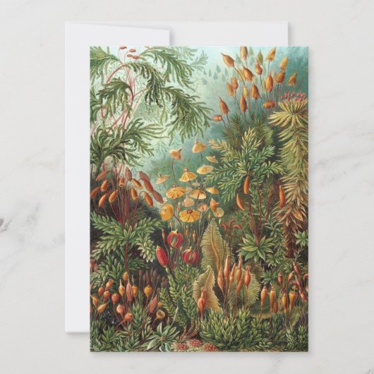  Muscinae, Mos Planten door Ernst Haeckel Kaart (Voorkant)