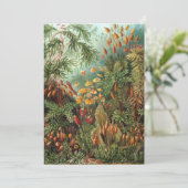  Muscinae, Mos Planten door Ernst Haeckel Kaart (Staand voorkant)