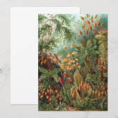  Muscinae, Mos Planten door Ernst Haeckel Kaart (Voorkant / Achterkant)