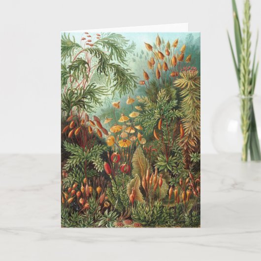  Muscinae, Mos Planten door Ernst Haeckel Kaart (Voorkant)
