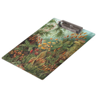 Muscinae, Mos Planten door Ernst Haeckel Klembord