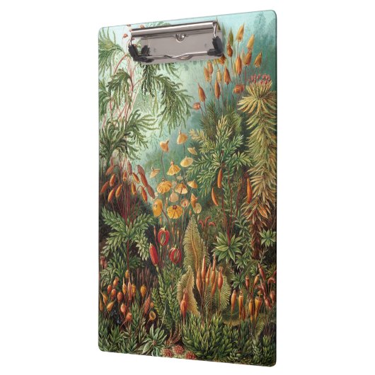  Muscinae, Mos Planten door Ernst Haeckel Klembord (Links)