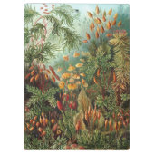  Muscinae, Mos Planten door Ernst Haeckel Klembord (Achterkant)