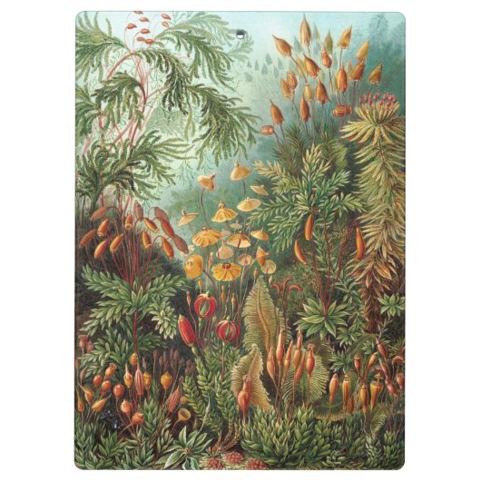  Muscinae, Mos Planten door Ernst Haeckel Klembord (Achterkant)