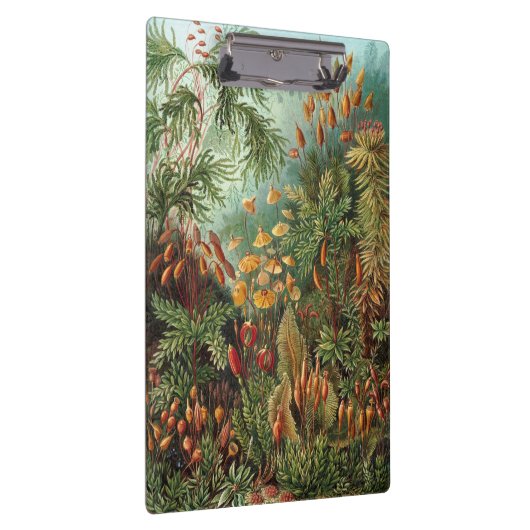  Muscinae, Mos Planten door Ernst Haeckel Klembord (Rechts)