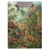  Muscinae, Mos Planten door Ernst Haeckel Klembord (Voorkant)